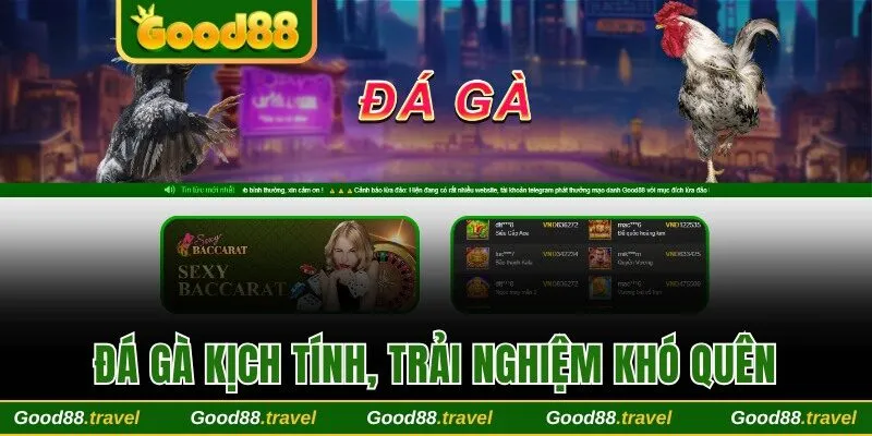 Đá gà kịch tính với những trận chiến khó quên