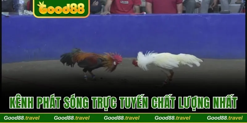 Kênh phát sóng trực tuyến được đầu tư chất lượng